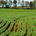 Agricultura Moderna – Menos Agressão ao Ambiente