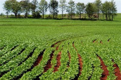 Sustentabilidade na Agricultura