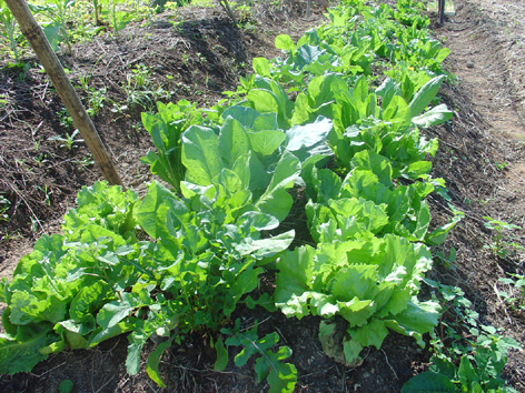 Plantio sem Agrotôxico