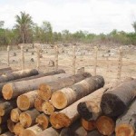 O Desmatamento na Amazônia e as Possíveis Soluções 