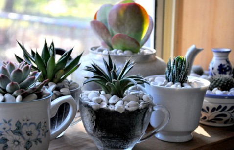 Vasos de xicaras Dicas de Belos Jardins Feitos com Produtos Reciclados