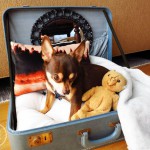Conforto animal: cama para gatos e cães feita com malas velhas