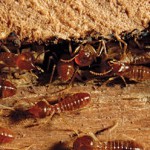 Cupins: saiba como se livrar deles 