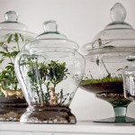 Mini jardim em pote de vidro: aprenda a fazer!