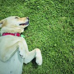 Saiba como fazer antipulgas caseiros