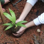 Aprenda a plantar uma árvore